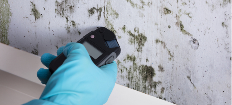 How Much Does Mold Testing Cost?