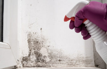 Is Mold A Deal Breaker When Buying A House?
