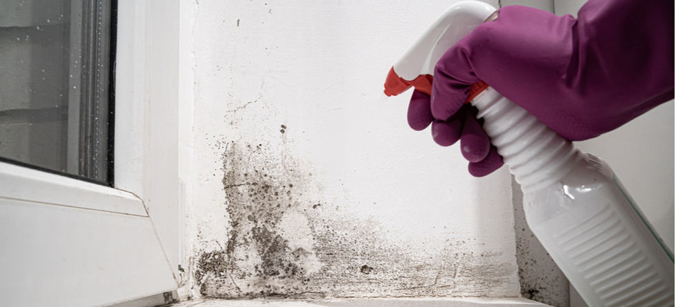 Is Mold A Deal Breaker When Buying A House?